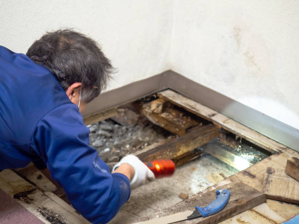 Best Post-Flood Mold Remediation in South Bend, WA