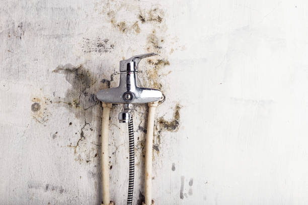 Best Emergency Mold Remediation in South Bend, WA