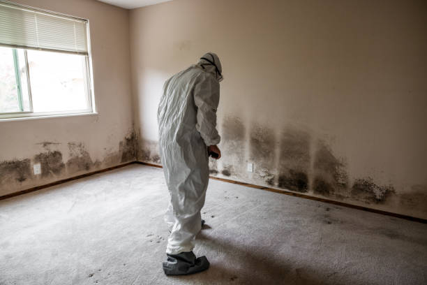 Best Basement Mold Remediation in South Bend, WA